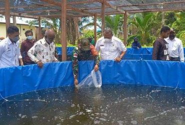 Satgas Yonif 131 Kembangkan Budidaya Ikan Lele Dengan Kolam Terpal di Papua 39