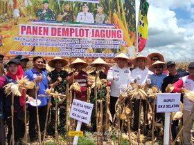 Panen Demplot Jagung, Upaya Dandim 0403 OKU Dorong OKU Selatan Sebagai Sentral Jagung 27
