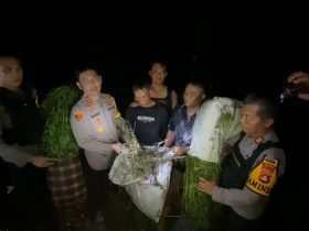 Dipimpin Kapolres Empat Lawang, Polisi Temukan 2 HA Ladang Ganja 27