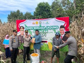 Panen Jagung di Gunung Tiga, Polres OKU Selatan Nyatakan Komitmen Ketahanan Pangan 27
