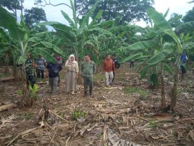 Tindaklanjuti Keluhan Masyarakat Terkait Gajah Liar, DLH OKU Selatan Bersama BKSDA Sumsel Tinjau Lokasi 27